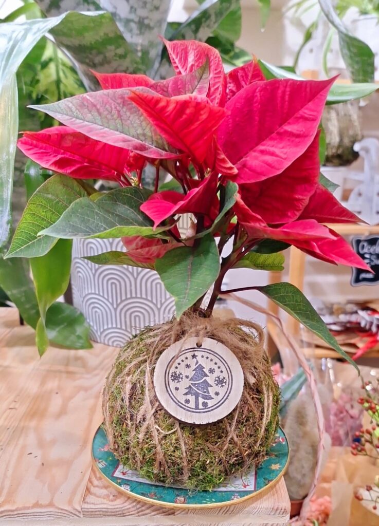 Kokedama planta de navidad