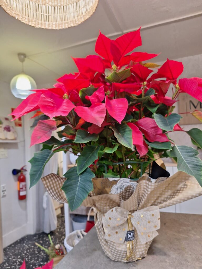 Poinsettia (Planta de navidad)
