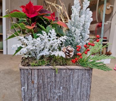 Conjunto de plantas variadas Conjunto de plantas variadas