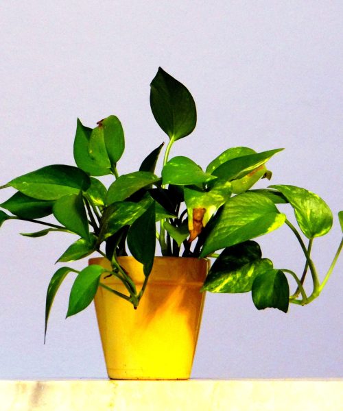 Pothos Pothos