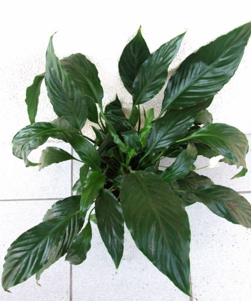 Spathiphyllum (Spathiphyllum) Spathiphyllum (Spathiphyllum)
